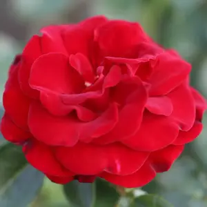 Rose 'Ruby Romance' - PAT
